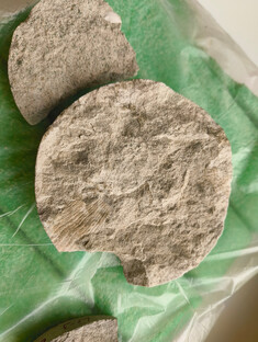 2025-10-30_paleontologie6